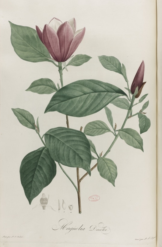 Pierre-Joseph Redouté (1759 - 1840), Magnolia. Estampe coloriée in Jardin de la Malmaison par E.P Ventenat botaniste de Sa Majesté L'Impératrice. A Paris, imprimerie L.E.Hehran, an XII 1804 © RMN-Grand Palais (musée des châteaux de Malmaison et de Bois-Préau) / Franck Raux